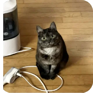 🐱 emoji Funny animals 🐾 Telegram sticker 11 of 11