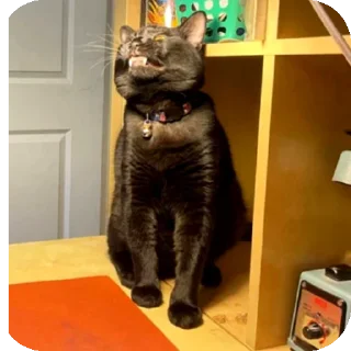 🐱 emoji Funny animals 🐾 Telegram sticker 9 of 11