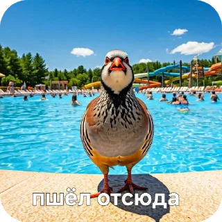 🐦 emoji КУРОПАТКИ Telegram sticker 14 of 21