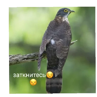 😄 emoji кукушка ты где Telegram sticker 7 of 9
