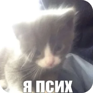 🐱 emoji Пиписька😜 Telegram sticker 21 of 22