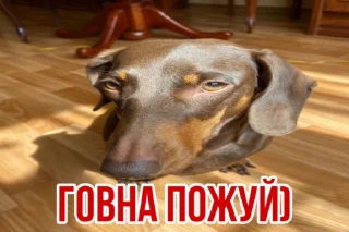 🙃 emoji люсьен Telegram sticker 23 of 51