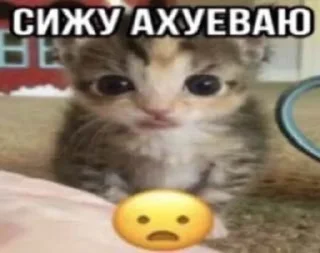 Sticker from Cats core