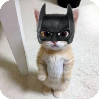 🐱 emoji ˙˚ʚ(´◡`)ɞ˚˙ Telegram sticker 10 of 30