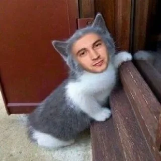 🌟 emoji Tyler the cat Telegram sticker 1 of 15