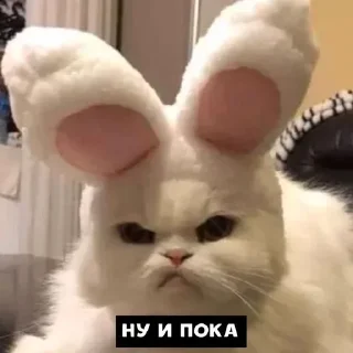 😕 emoji Котя💘 Telegram sticker 24 of 58