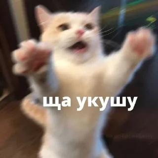🫢 emoji Котя💘 Telegram sticker 20 of 58