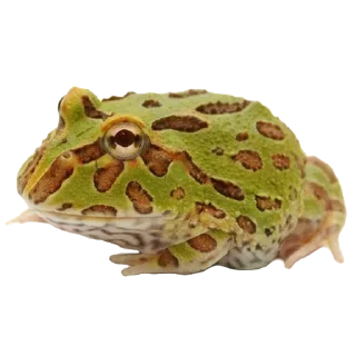 🐸 emoji колекція жабенят Telegram sticker 22 of 28