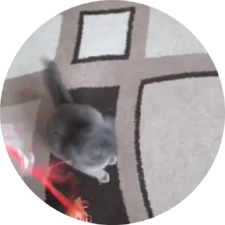 🌟 emoji Barsic video🐈🐈🐈 Telegram sticker 12 of 17
