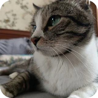 🐱 emoji коты Telegram sticker 24 of 105