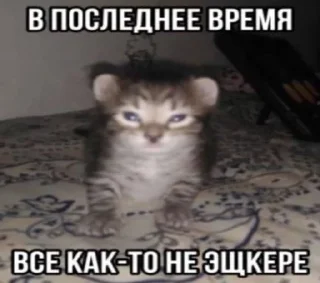 🌟 emoji Мой вайб Telegram sticker 9 of 23