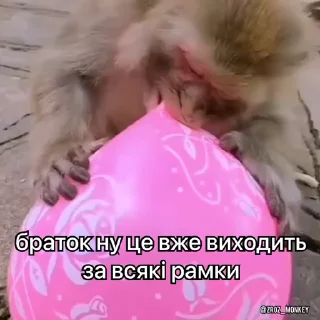 😤 emoji Вкрав другу мавпу Telegram sticker 17 of 50