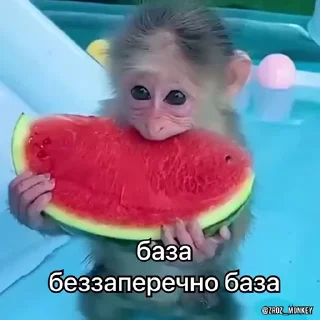 🍉 emoji Вкрав другу мавпу Telegram sticker 23 of 50