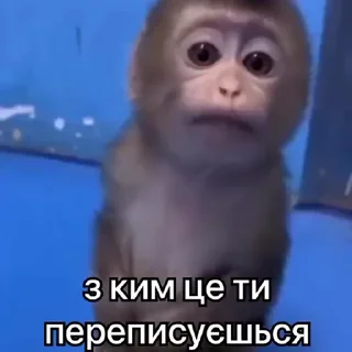👀 emoji Вкрав другу мавпу Telegram sticker 9 of 50
