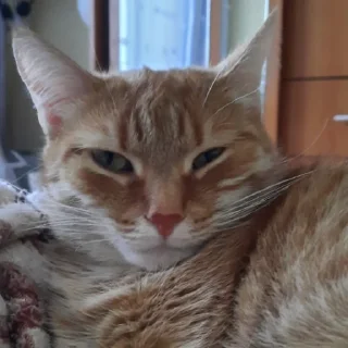 😐 emoji Йося и Матюша Telegram sticker 14 of 45