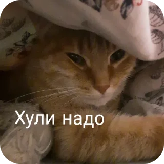 🐱 emoji Йося и Матюша Telegram sticker 15 of 45