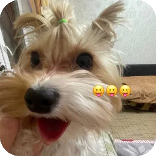 🐶 emoji белла 🔥🌟 Telegram sticker 15 of 19