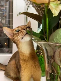 😻 emoji Ириска фотки😺😺😺 Telegram sticker 13 of 57