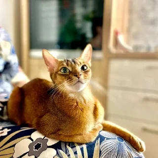 😸 emoji Ириска фотки😺😺😺 Telegram sticker 12 of 57