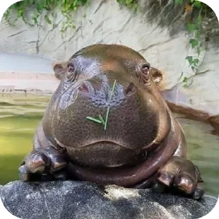 🌱 emoji 𝐇𝐢𝐩𝐩𝐨𝐬 [🦛] @shchobshokuvaty Telegram sticker 17 of 50
