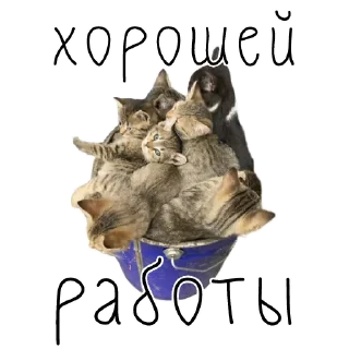 🫡 emoji коты ишачат на заводе Telegram sticker 18 of 34