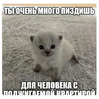 🐱 emoji Пикчи/// от солевой<3 Telegram sticker 11 of 120