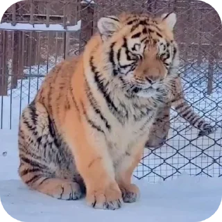 🐱 emoji тигр🐯 Telegram sticker 14 of 32