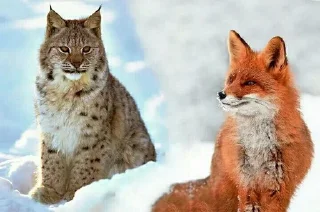 ❄️ emoji Алиса и Арыся рысь и лиса Telegram sticker 9 of 12