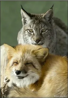 🦊 emoji Алиса и Арыся рысь и лиса Telegram sticker 7 of 12