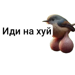 🐦 emoji Яйца Telegram sticker 21 of 48