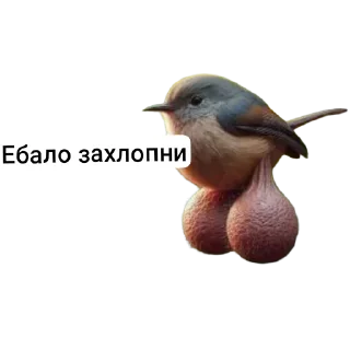 🐦 emoji Яйца Telegram sticker 13 of 48