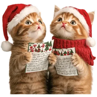 🎅 emoji Зимние котики @Nyasticks Telegram sticker 22 of 34