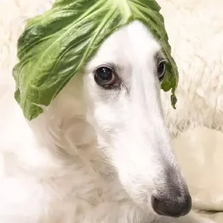 🥬 emoji borzoi🌹 Telegram sticker 5 of 45