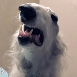 😡 emoji borzoi🌹 Telegram sticker 13 of 45