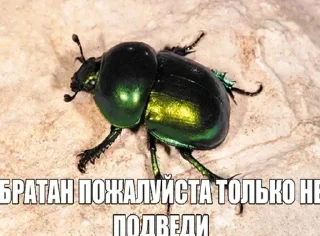 🪲 emoji прокладки Telegram sticker 22 of 55