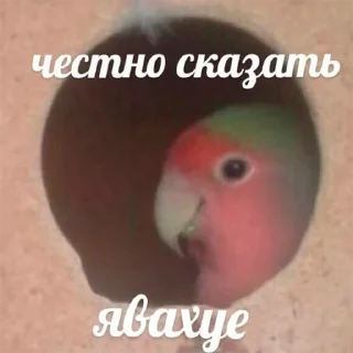 🐦 emoji Попуги Telegram sticker 14 of 19