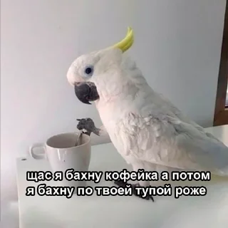 🐦 emoji Попуги Telegram sticker 19 of 19