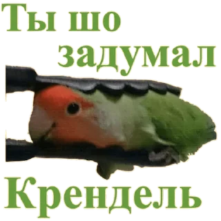 😳 emoji Попуги Дьявола @tvr_book Telegram sticker 22 of 41