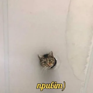 😸 emoji гы Telegram sticker 16 of 120