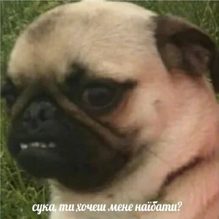 🤨 emoji гы Telegram sticker 14 of 120