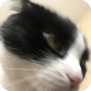 🐱 emoji мурка моя сладкая Telegram sticker 22 of 55