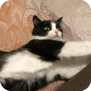 🐱 emoji мурка моя сладкая Telegram sticker 8 of 55