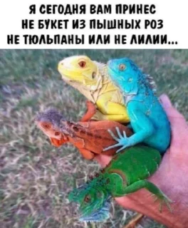 🌹 emoji Lizard s nibiru Telegram sticker 17 of 42