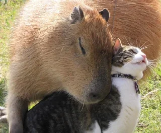 ❤️ emoji Капібари Марго Telegram sticker 5 of 18