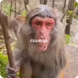 😳 emoji стикерс Telegram sticker 8 of 49