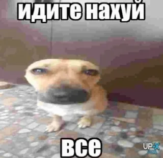 🐶 emoji Сильнейший Telegram sticker 8 of 110