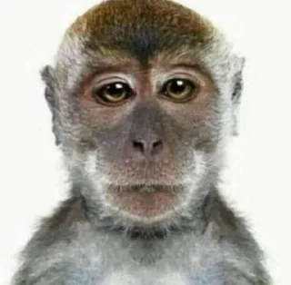 🐵 emoji Сильнейший Telegram sticker 5 of 110