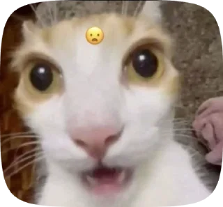🌟 emoji 🐈‍⬛️𝙺𝚘𝚝𝚢𝚊𝚝𝚊 @satzwru Telegram sticker 15 of 30