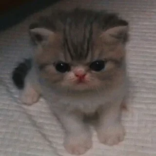 😠 emoji без понятия Telegram sticker 12 of 33