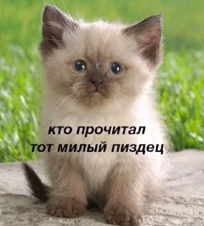 Sticker from котёнки